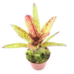 Neoregelia ‘Cheers’ (olens x pauciflora) Ableger