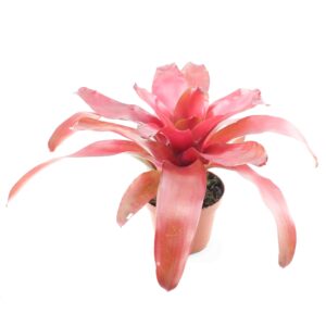 neoregelia-fuego