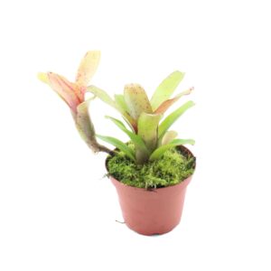 Neoregelia ‘Narciss’