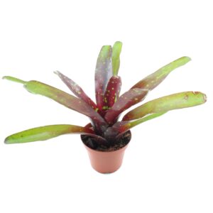 Neoregelia ‘Royal Burgundy x Fireball’