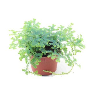 Selaginella uncinata <em>Pfauen-Moosfarn</em>