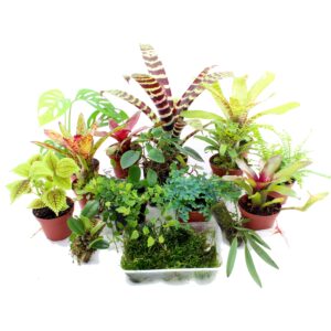 Terrarienpflanzen Komplettset groß