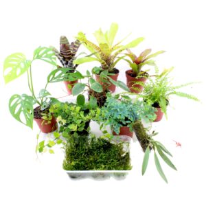 Terrarienpflanzen Komplettset mittel