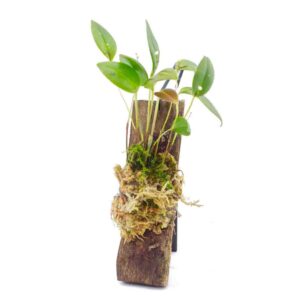 Pleurothallis niveoglobula