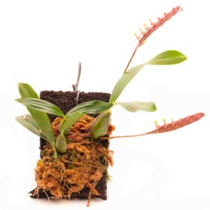 Bulbophyllum falcatum