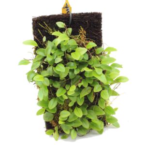 Microgramma reptans <em>Aufgebunden auf Xaxim</em>