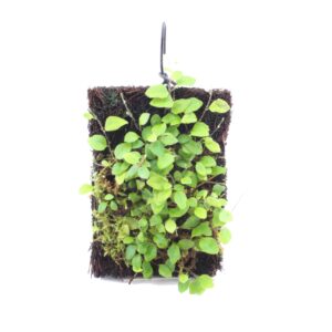 Microgramma tecta var. Nana <em>Aufgebunden auf Xaxim</em>