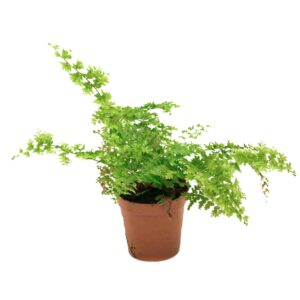 Nephrolepis spec. <em>Feiner Schwertfarn</em>