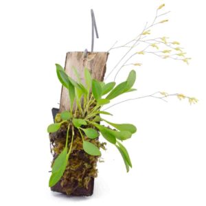 Pleurothallis grobyi