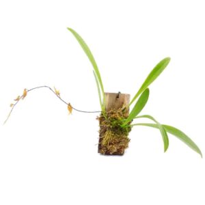 Pleurothallis tripterantha