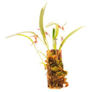 Pleurothallis allenii