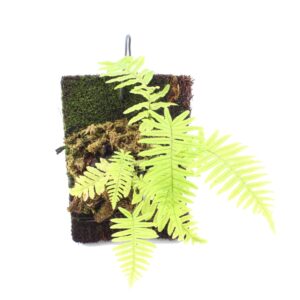 Polypodium formosanum <em>Tüpfelfarn aufgebunden auf Xaxim</em>