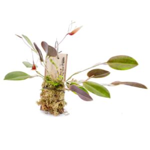 Restrepia trichiglossa