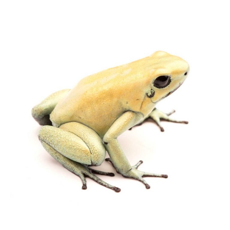 Phyllobates terribilis ”mint“ - Rana Terrarienbau