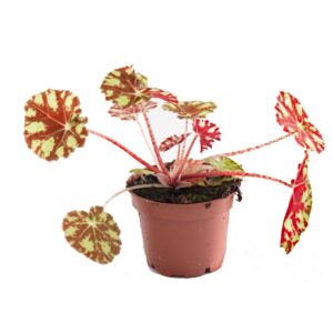 begonia-bowerae-tiger