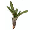 neoregelia-hannibal-lecter-ableger