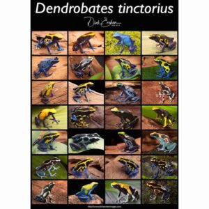 Dendrobates tinctorius Poster