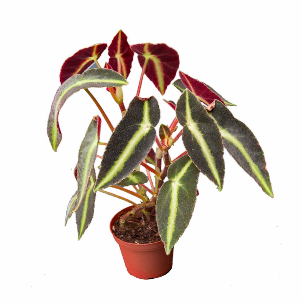 Begonia listada Gestreifte Begonie Rana Terrarienbau