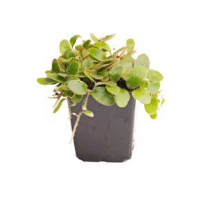 pyrrosia-nummularifolia