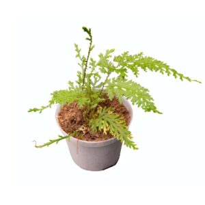 Selaginella spec. Costa Rica