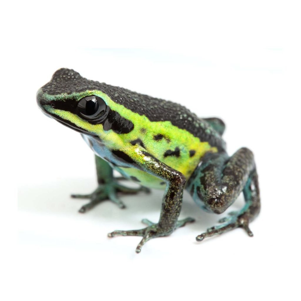 Ameerega pongoensis Import UE Rana Terrarienbau