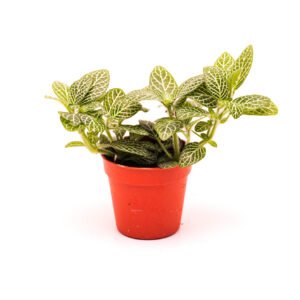 Fittonia argyroneura