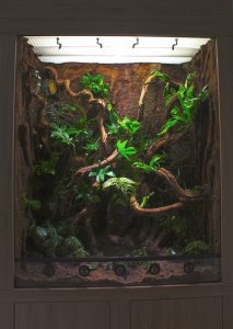 kronengecko terrarium