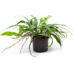 Pleopeltis macrocarpa