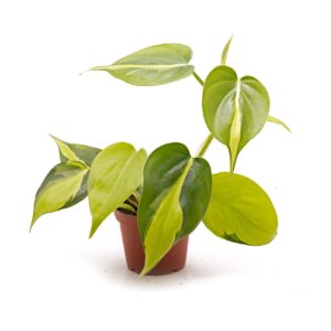 philodendron-scandens-variegata