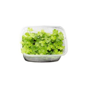 Hydrocotyle cf. tripartita Dreiteiliger Wassernabel