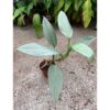 Philodendron hastatum Silver Sword