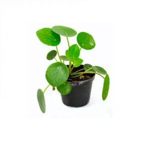 pilea peperomioides