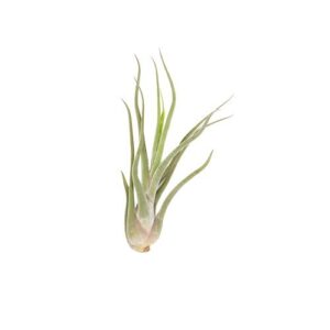 tillandsia caput-medusae