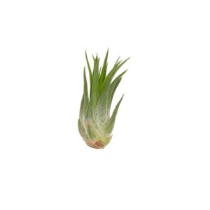 tillandsia ionatha scaposa