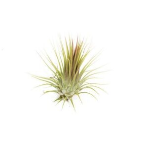 tillandsia ionatha