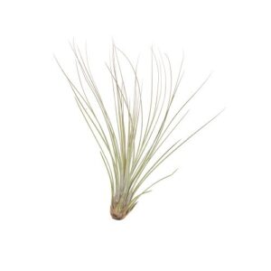 tillandsia juncea