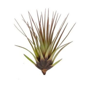 Tillandsia melanocrater tricolor