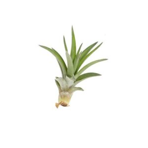 tillandsia veluntina