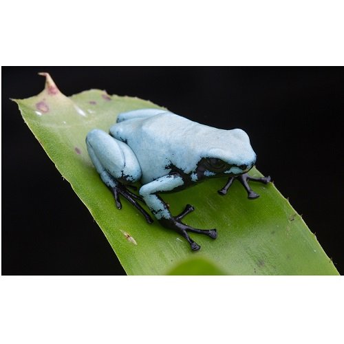 Adelphobates galactonotus ”blau“