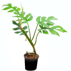 Rhaphidophora tetrasperma