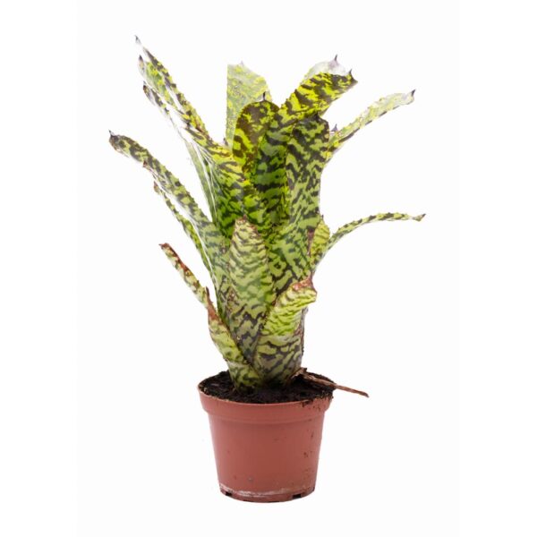 Aechmea correia-araujoi