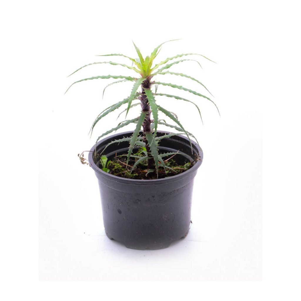 Bromelien Archieven Rana Terrarienbau