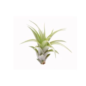 Tillandsia brachycaulos abdita