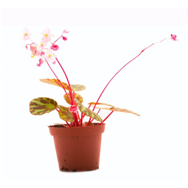 Begonia gironellae