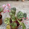 Begonia gironellae