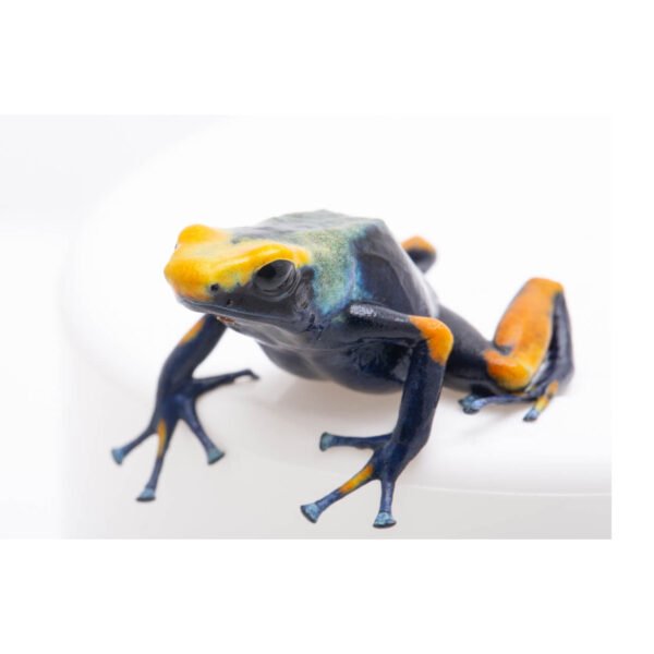 Dendrobates tinctorius ”Tumucumaque” - Rana Terrarienbau
