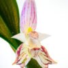 Bulbophyllum ambrosia Blüte