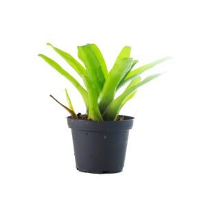 Neoregelia fireball green grün