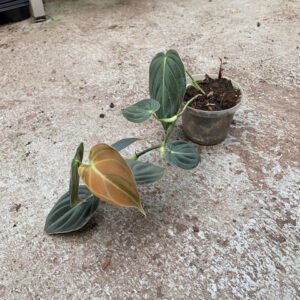 Philodendron melanochrysum im topf