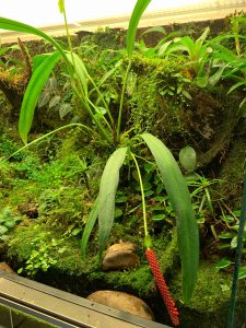 Anthurium gracile bloom